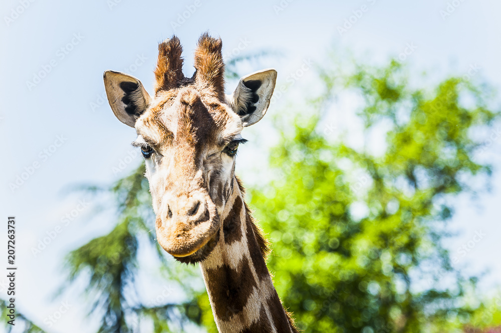 Obraz premium Portrait d'une girafe