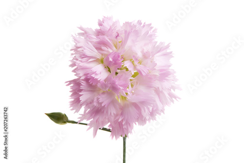 pink carnation isolated