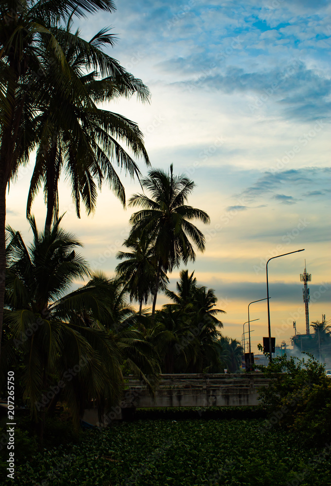Obraz premium Beautiful mornings with light clouds and coconut trees.