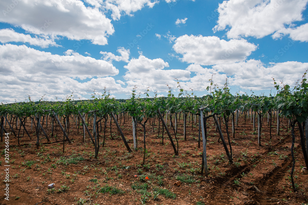 Grapes tree field in Apulia Italy