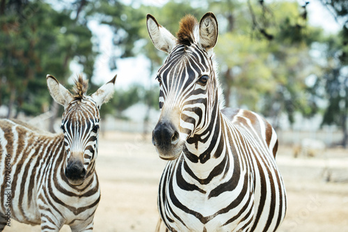 beautiful zebra face and calf