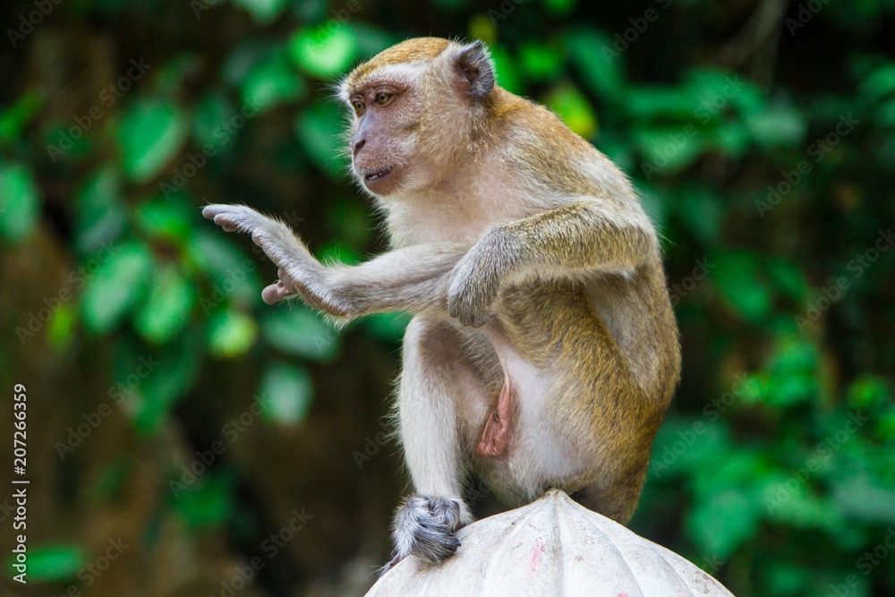 Monkeys, Kuala Lumpur, Malaysia