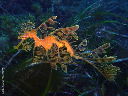 Leafy Sea Dragon-Phycodurus eques, Großer Fetzenfisch, Leafy Seadragon, Glauert's Sea-dragon in Rapid Bay, South Australia photo