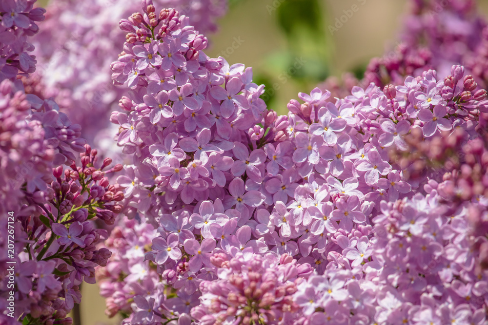 Obraz premium Lilac flowers on a tree in the park