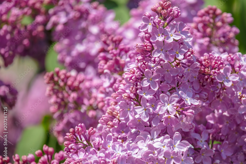 Fototapeta premium Lilac flowers on a tree in the park