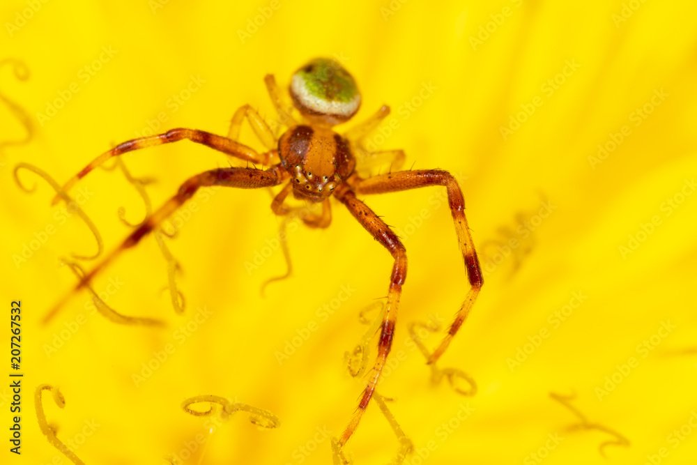 A spider on a yellow dandelion flower A spider on a yellow dandelion flower
