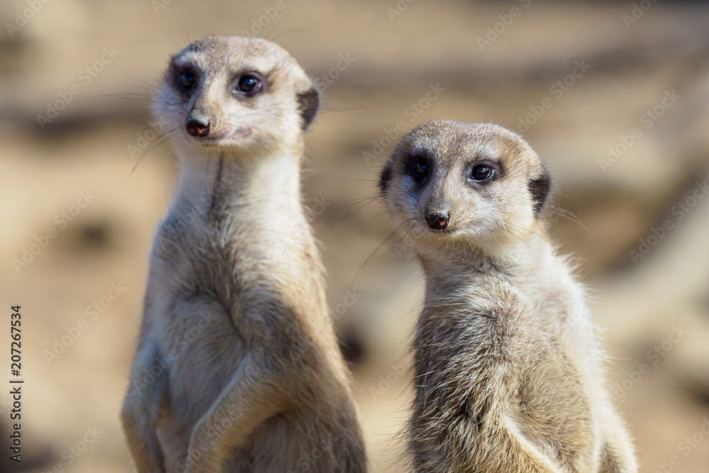 Suricata standing on a guard. Curious meerkat (Suricata suricatta). Suricata standing on a guard. Curious meerkat (Suricata suricatta).
