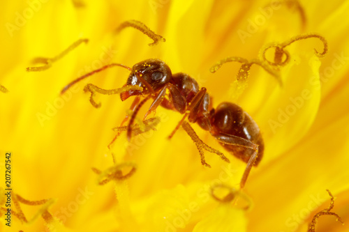 The ant is on a yellow dandelion flower © schankz