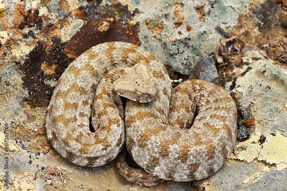 Obraz premium Milos viper, the rarest snake in Europe