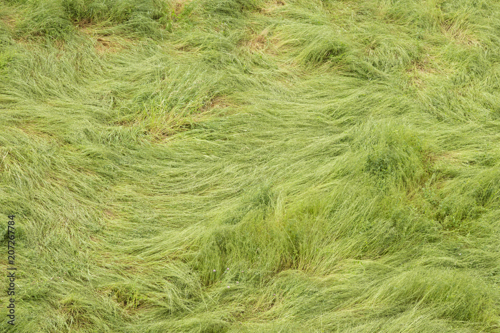 Green long grass twirled by strong winds. Green long grass twirled by strong winds.