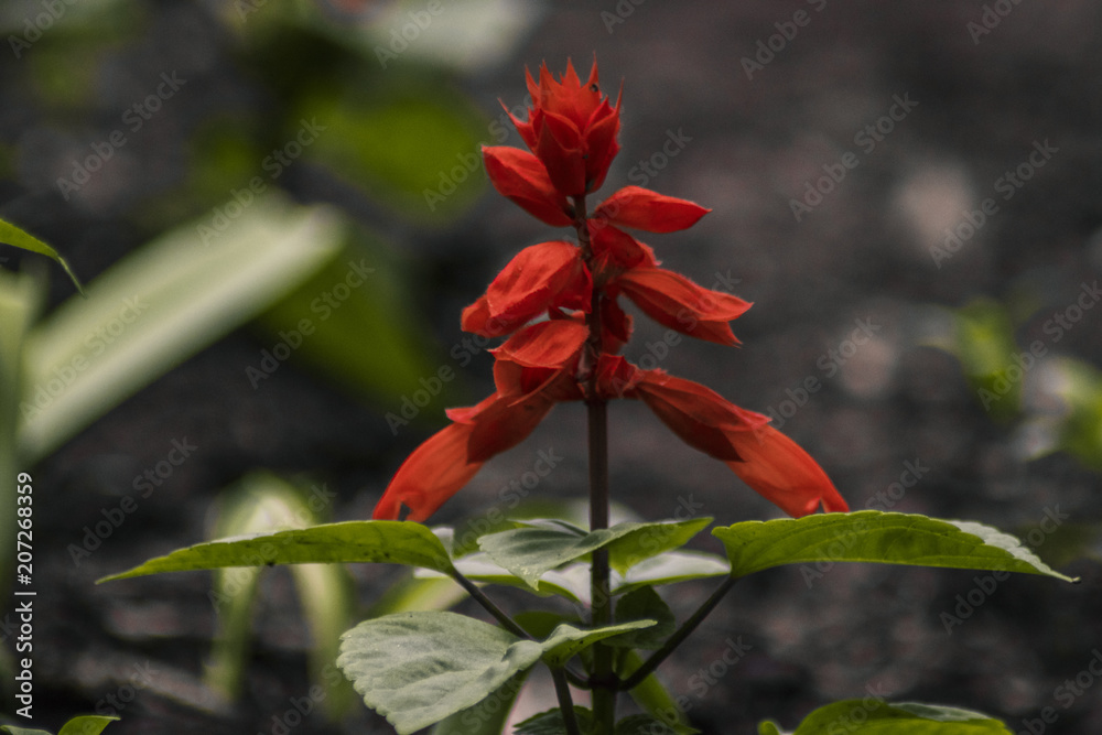 Red garden flower