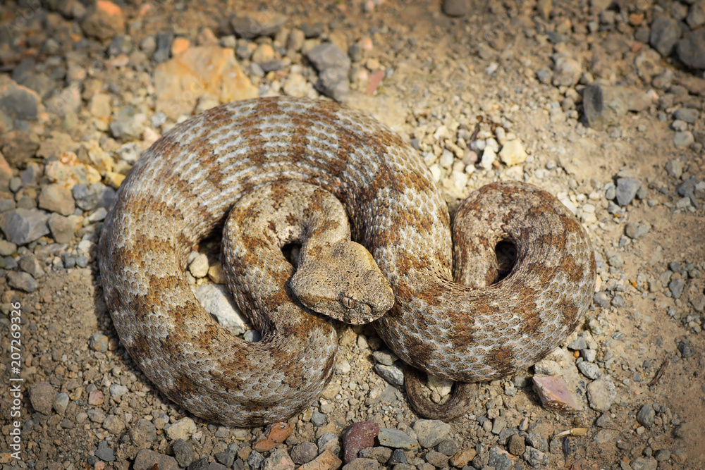Fototapeta premium rarest european viper in Milos island