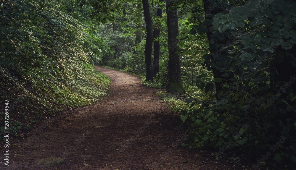 Fototapeta premium Dirt road through the forest