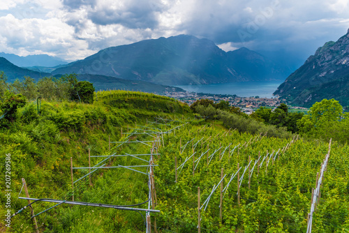 Weinberg mit Blick auf Gardasee photo