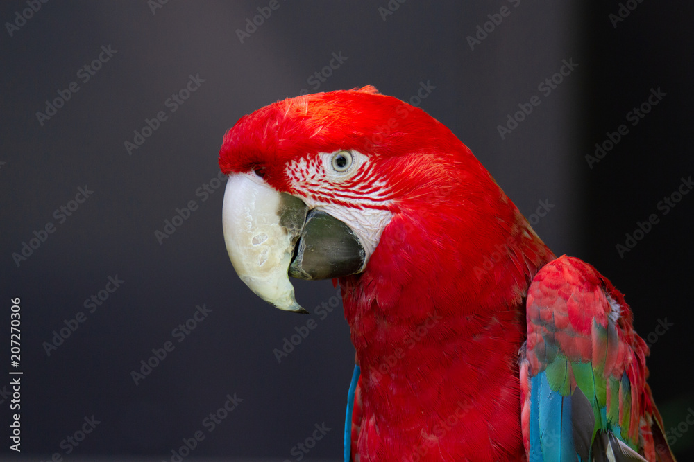 Naklejka premium インコ