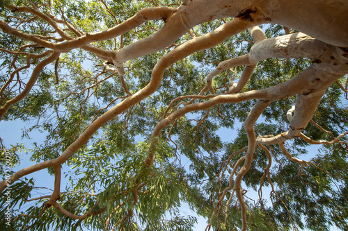 Tree in Jamisonpark