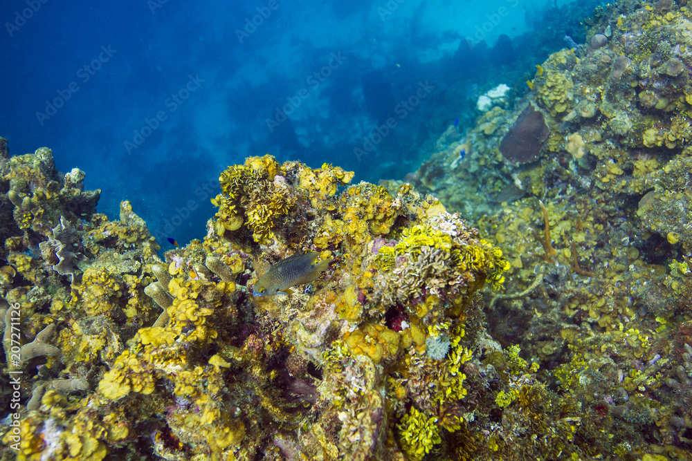 Obraz premium Beaugregory in a reef