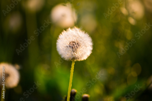 Dandelion  lucky charm on the field