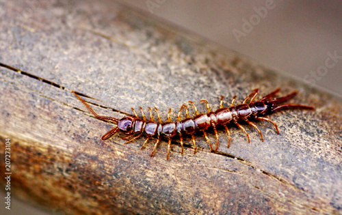Obraz na plátně Centipede close-up.