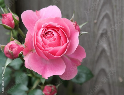 vibrant pink rose in bloom and green leaves. Details of a bright summer flower. natural floral background and text space