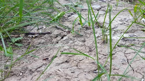 ants in the grass photo