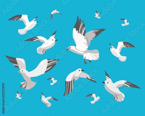 Seagull
