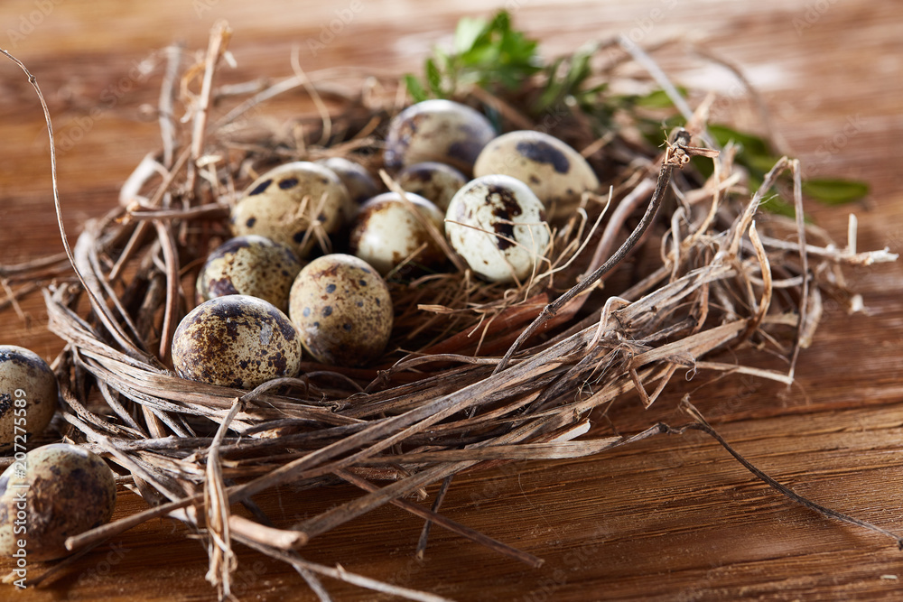 Obraz premium Willow nest with quail eggs on the dark wooden background, top view, close-up, selective focus
