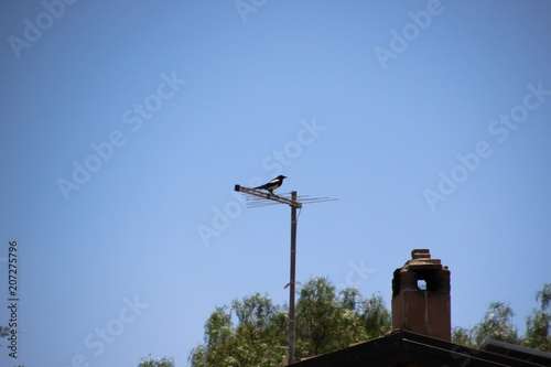 Foto di uccelli su di una antenna