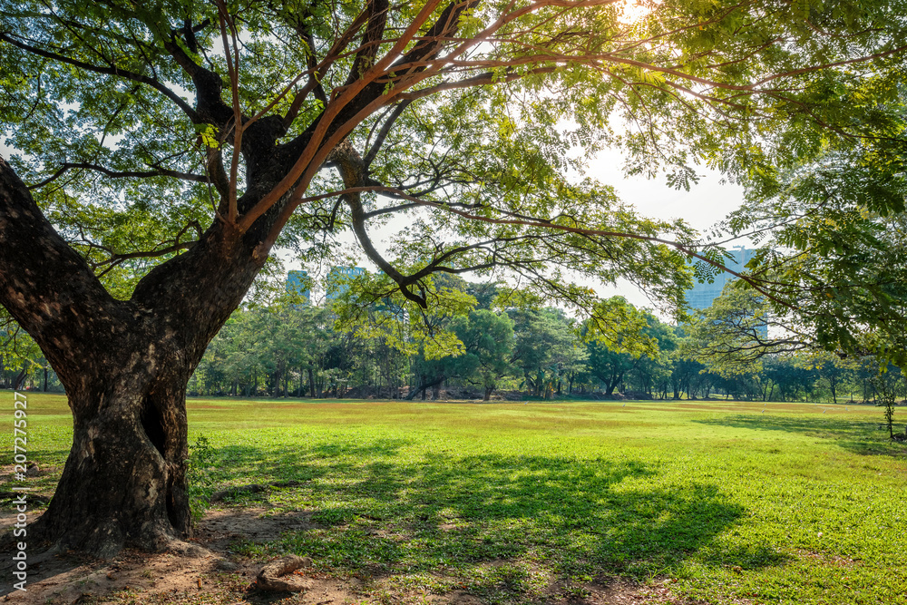 Beautiful park scene in public park with green grass field, Beautiful park scene in public park with green grass field,