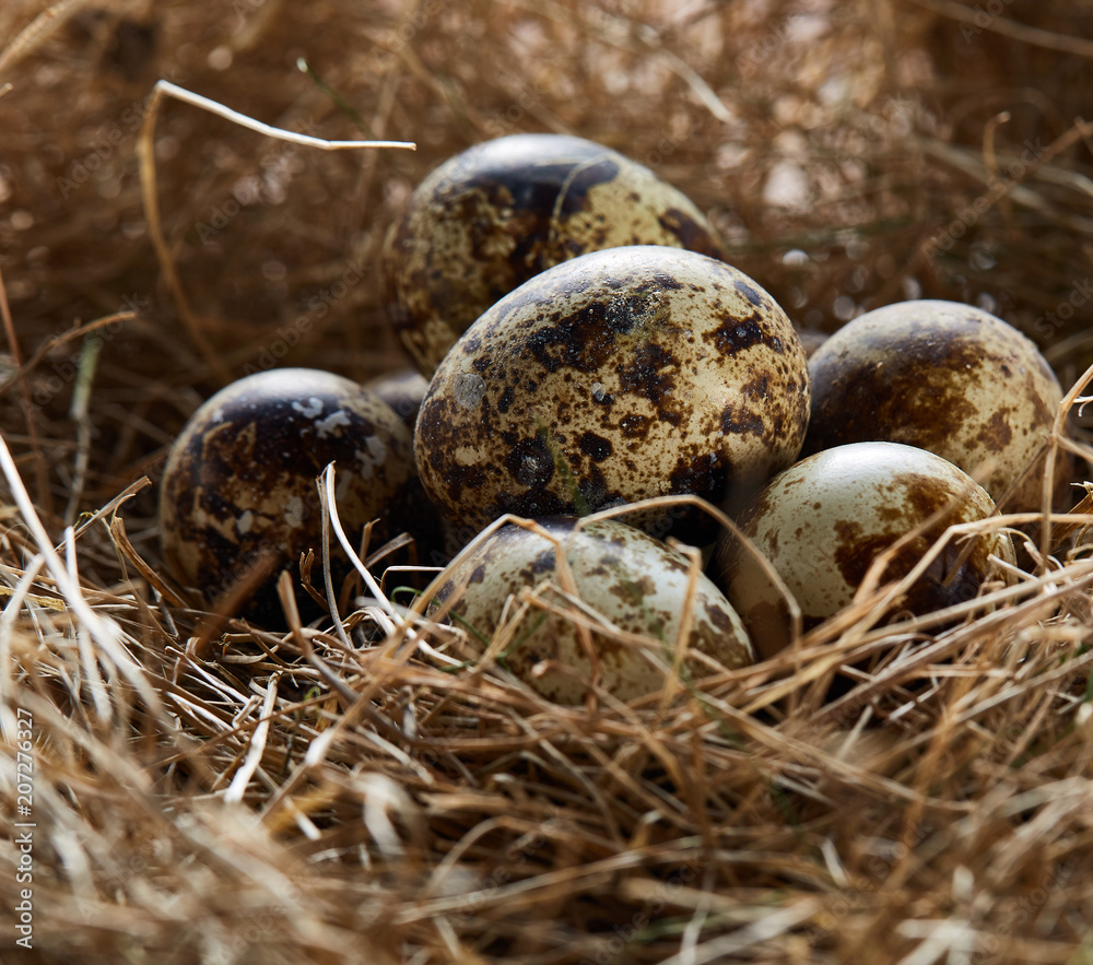 Conceptual still-life with quail eggs in hay nest, close up, selective focus Conceptual still-life with quail eggs in hay nest, close up, selective focus