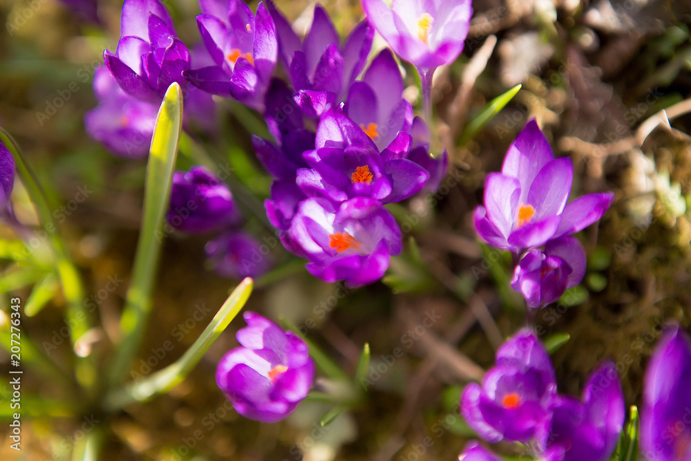 Purple crocuses on a sunny day