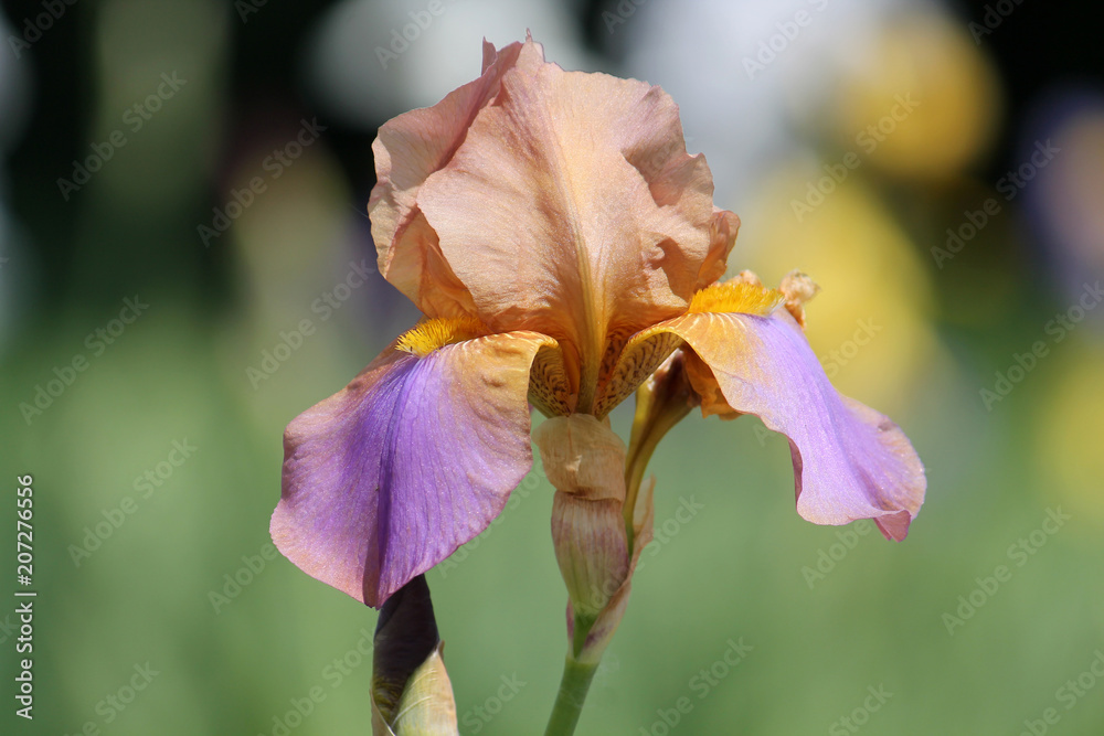 Brown and violet flower of Tall Bearded Iris. Cultivar Old Vienna