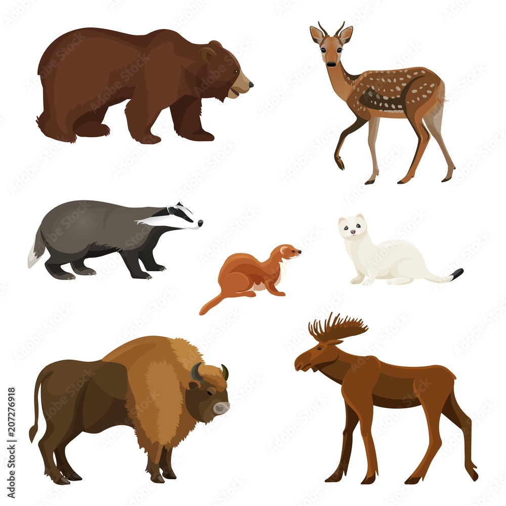 Forest animals with fluffy fur, predators and herbivorous set Stock Vector  | Adobe Stock