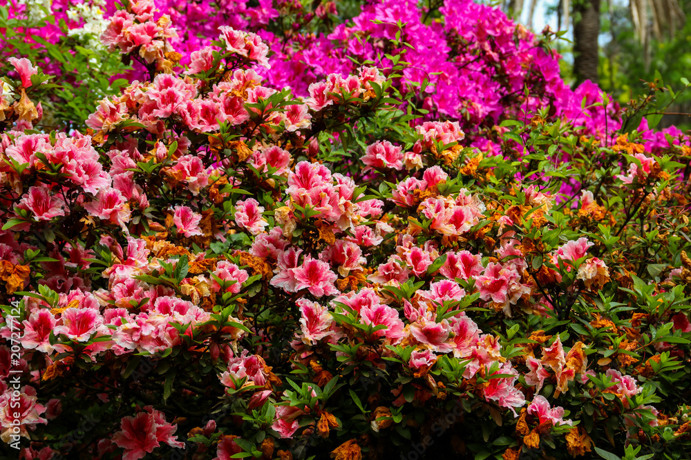 Beautiful blooming pink rhododendron in the garden