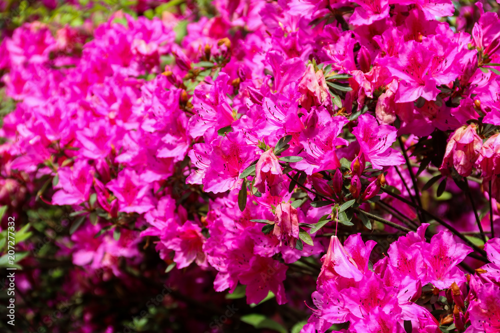 Beautiful blooming pink rhododendron in the garden Beautiful blooming pink rhododendron in the garden