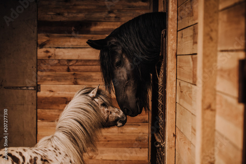 Foto selective focus of beautiful horse and pony in standing stall at zoo
