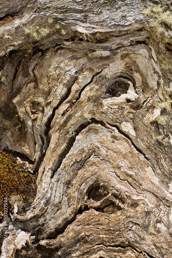 Abstract depiction of a face in a tree trunk