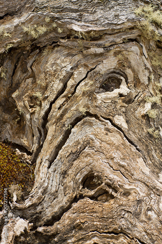 Abstract depiction of a face in a tree trunk