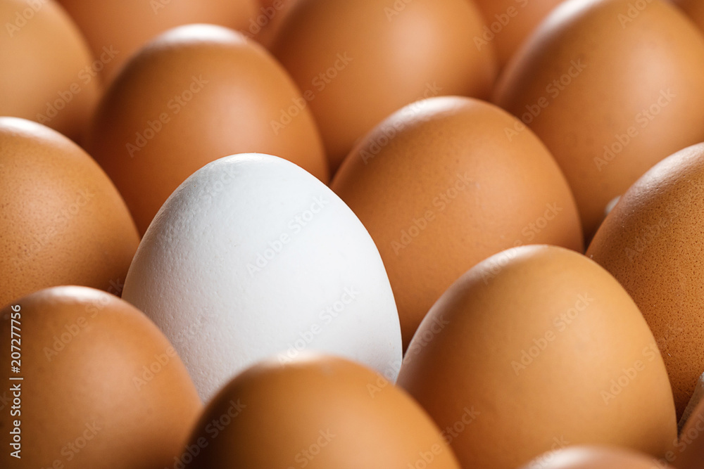 brown chicken eggs among them one white brown chicken eggs among them one white
