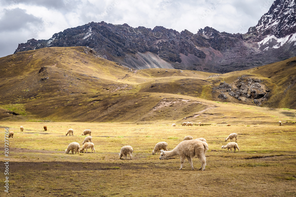 Fototapeta premium The wild alpacas in Rainbow Mountain - Peru