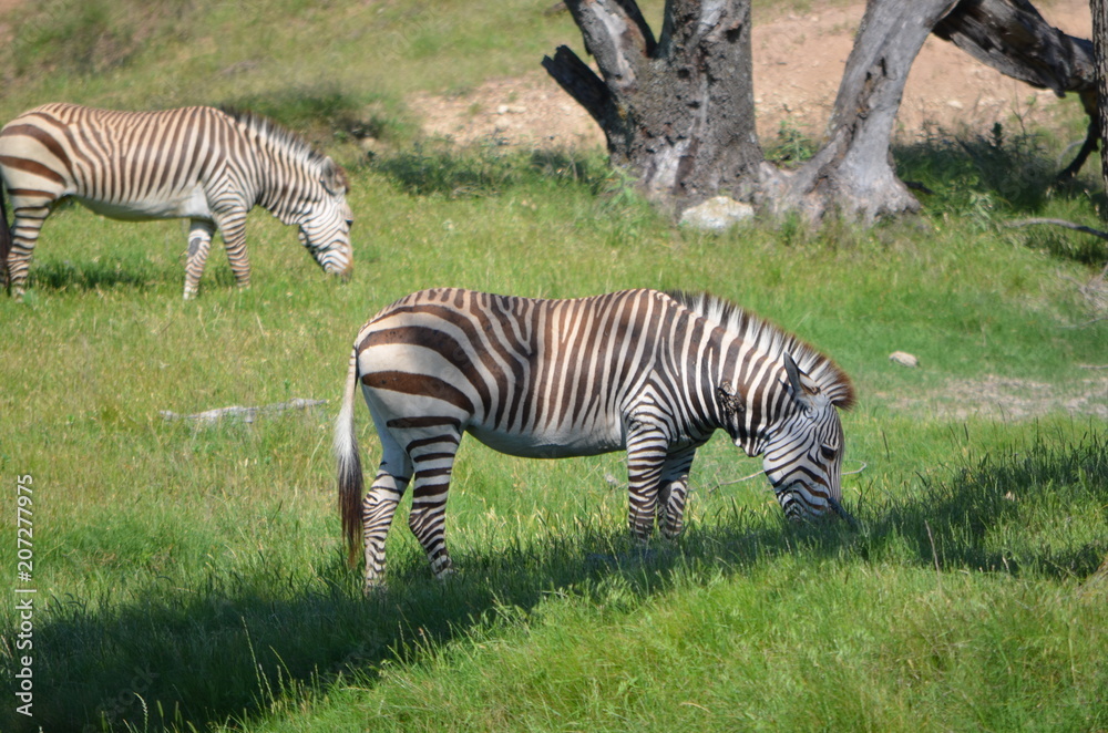Obraz premium Zebra