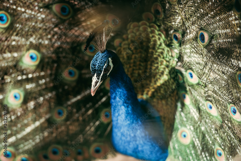 Obraz premium close up view of beautiful peacock with colorful feathers at zoo