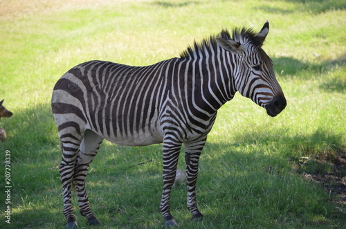 Zebra