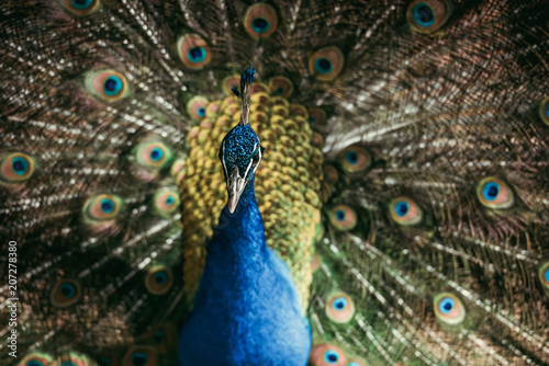 Close up view of beautiful peacock with colorful feathers at zoo