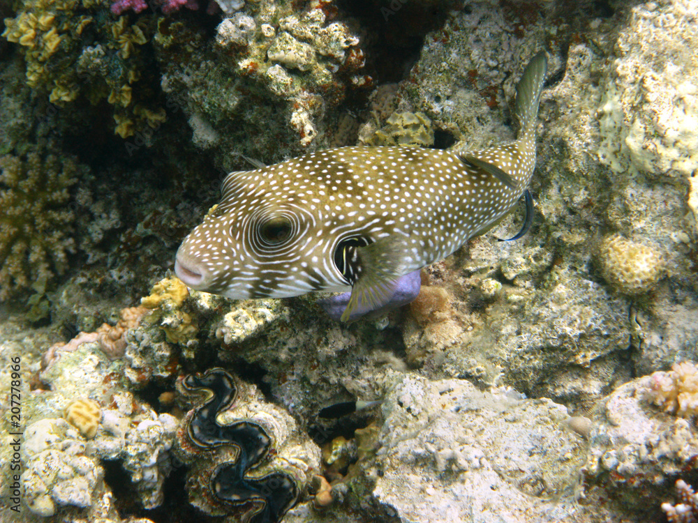 White-spotted puffer and coral reef White-spotted puffer and coral reef