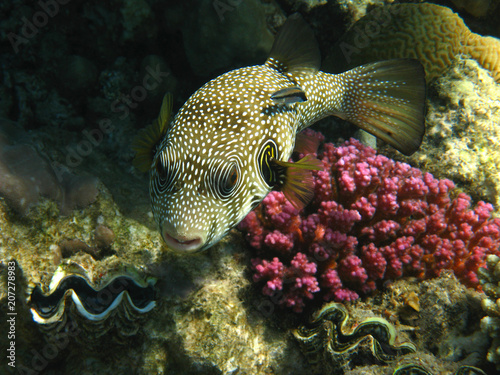 White-spotted puffer