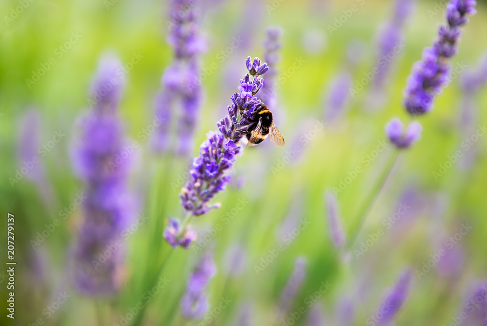 Naklejka premium Lavender bushes with bee
