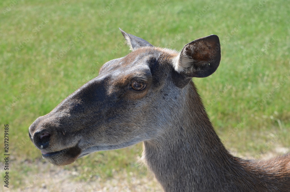 Deer Deer