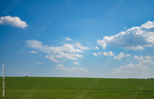 young green pea field, blue sky and sun rays