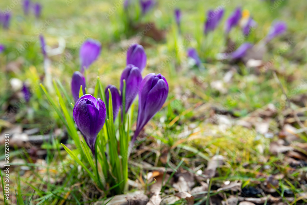 Budding purple crocuses between the fresh grass Budding purple crocuses between the fresh grass